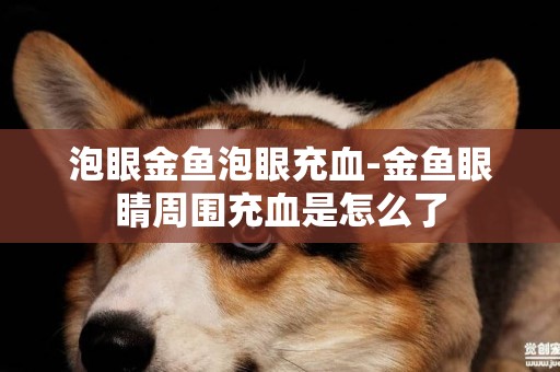 泡眼金魚泡眼充血-金魚眼睛周圍充血是怎么了