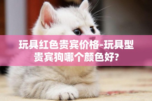 玩具紅色貴賓價格-玩具型貴賓狗哪個顏色好?