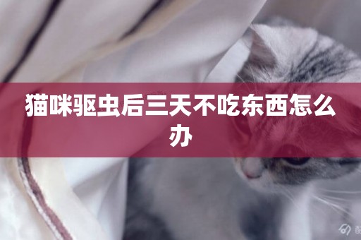 貓咪驅蟲后三天不吃東西怎么辦