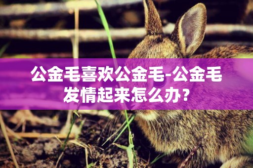 公金毛喜歡公金毛-公金毛發情起來怎么辦？
