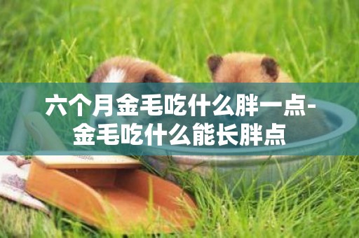 六個月金毛吃什么胖一點-金毛吃什么能長胖點