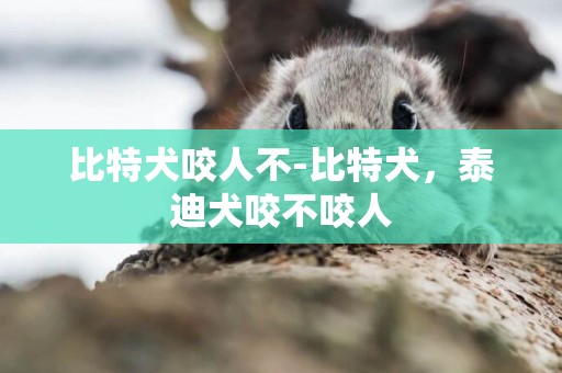 比特犬咬人不-比特犬，泰迪犬咬不咬人