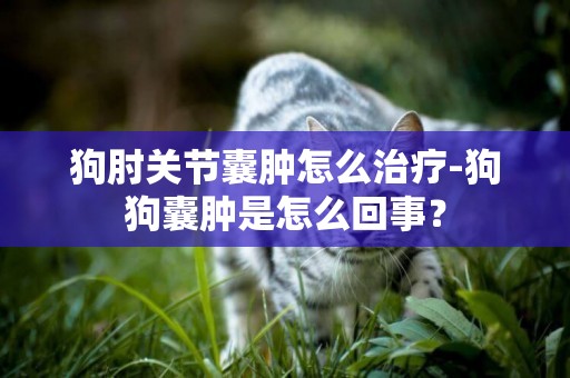 狗肘關節囊腫怎么治療-狗狗囊腫是怎么回事？