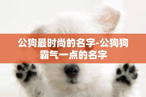 公狗最時尚的名字-公狗狗霸氣一點的名字