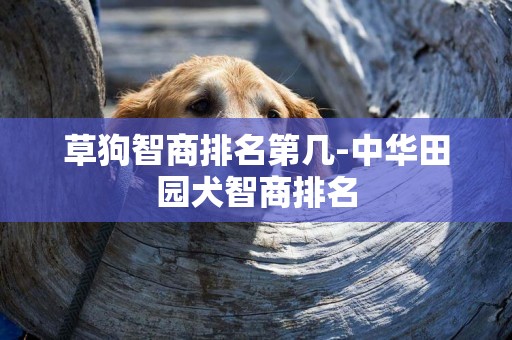 草狗智商排名第幾-中華田園犬智商排名