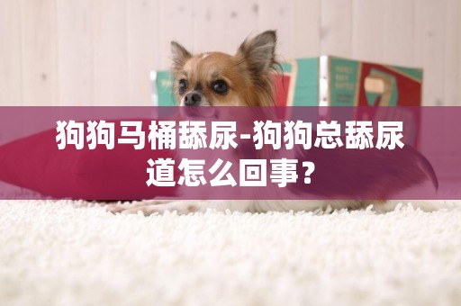 狗狗馬桶舔尿-狗狗總舔尿道怎么回事？