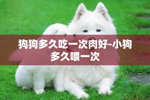 狗狗多久吃一次肉好-小狗多久喂一次