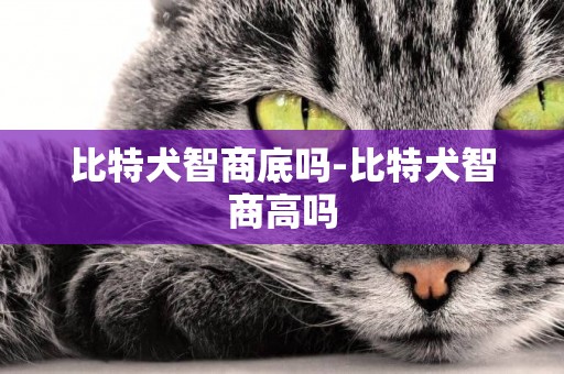 比特犬智商底嗎-比特犬智商高嗎