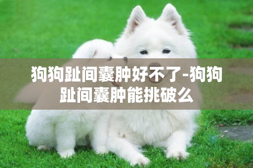 狗狗趾間囊腫好不了-狗狗趾間囊腫能挑破么