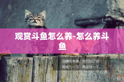 觀賞斗魚怎么養-怎么養斗魚
