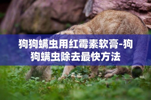 狗狗螨蟲用紅霉素軟膏-狗狗螨蟲除去最快方法