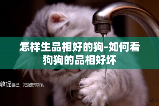 怎樣生品相好的狗-如何看狗狗的品相好壞