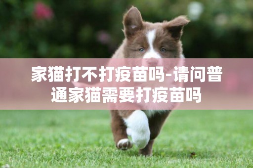 家貓打不打疫苗嗎-請問普通家貓需要打疫苗嗎