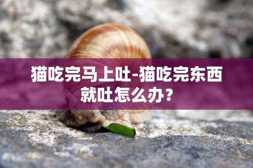 貓吃完馬上吐-貓吃完東西就吐怎么辦？