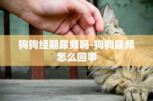 狗狗經期尿頻嗎-狗狗尿頻怎么回事