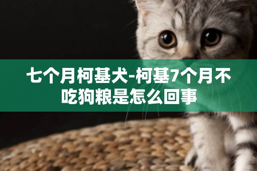 七個月柯基犬-柯基7個月不吃狗糧是怎么回事