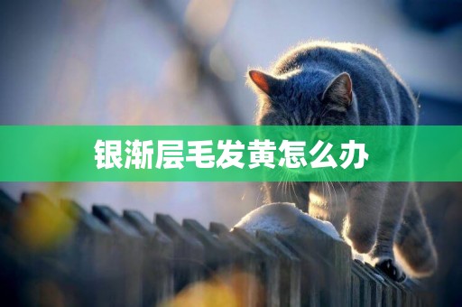 銀漸層毛發黃怎么辦