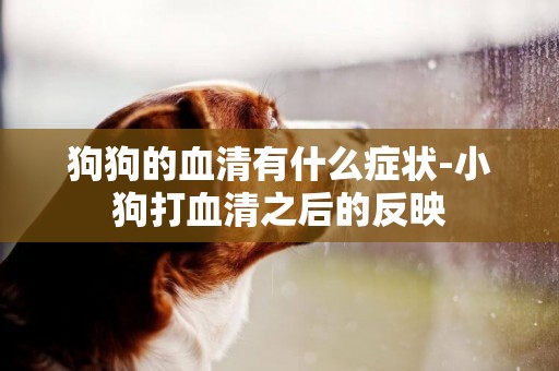 狗狗的血清有什么癥狀-小狗打血清之后的反映