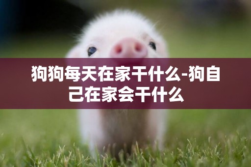 狗狗每天在家干什么-狗自己在家會干什么
