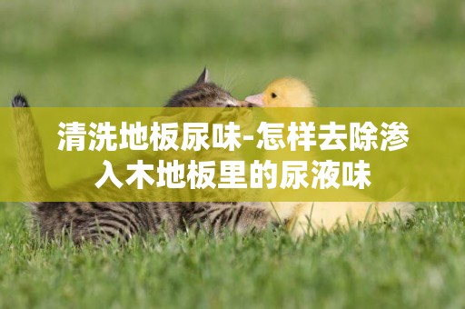 清洗地板尿味-怎樣去除滲入木地板里的尿液味