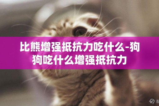 比熊增強抵抗力吃什么-狗狗吃什么增強抵抗力