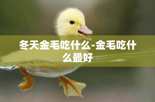 冬天金毛吃什么-金毛吃什么最好
