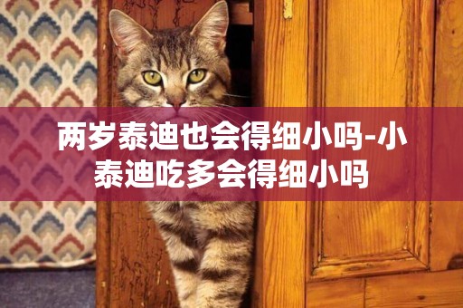 兩歲泰迪也會得細小嗎-小泰迪吃多會得細小嗎