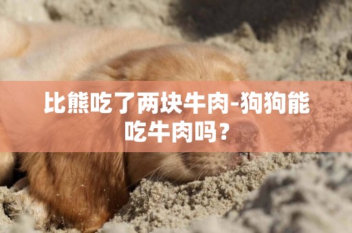 比熊吃了兩塊牛肉-狗狗能吃牛肉嗎？