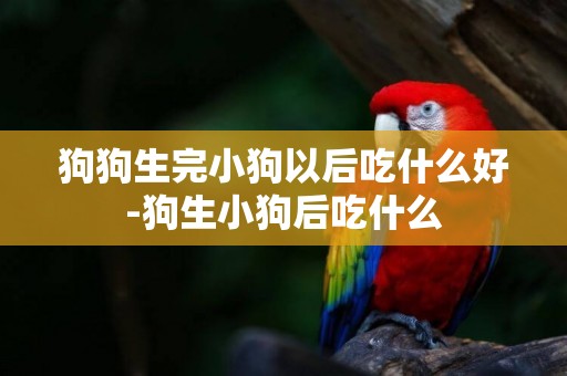 狗狗生完小狗以后吃什么好-狗生小狗后吃什么