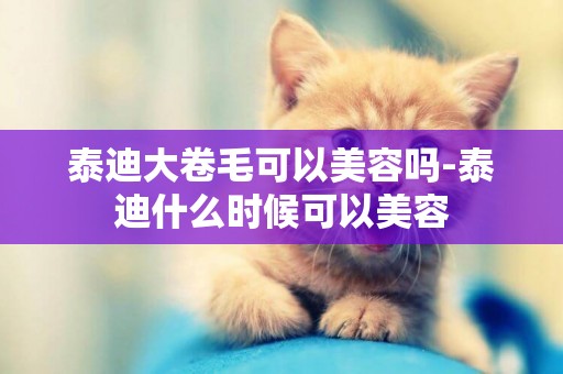 泰迪大卷毛可以美容嗎-泰迪什么時候可以美容