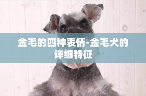 金毛的四種表情-金毛犬的詳細特征