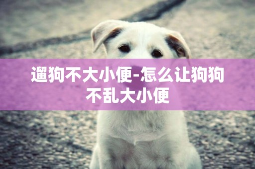 遛狗不大小便-怎么讓狗狗不亂大小便