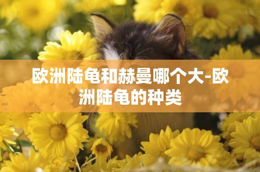 歐洲陸龜和赫曼哪個大-歐洲陸龜的種類