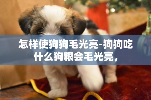 怎樣使狗狗毛光亮-狗狗吃什么狗糧會毛光亮，