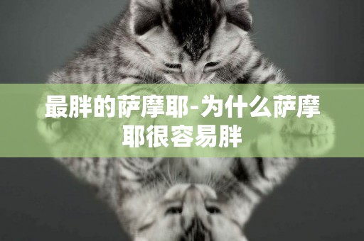 最胖的薩摩耶-為什么薩摩耶很容易胖
