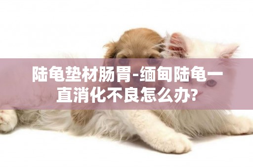 陸龜墊材腸胃-緬甸陸龜一直消化不良怎么辦?