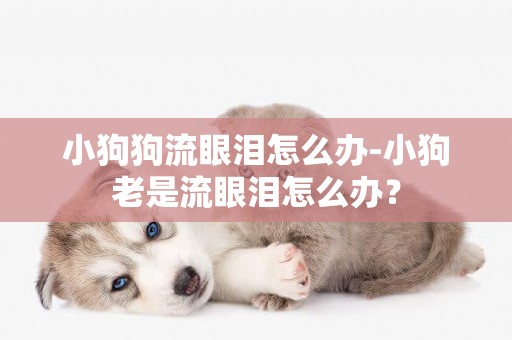 小狗狗流眼淚怎么辦-小狗老是流眼淚怎么辦？