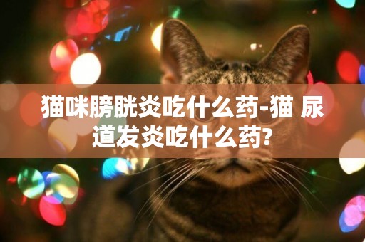 貓咪膀胱炎吃什么藥-貓 尿道發炎吃什么藥?