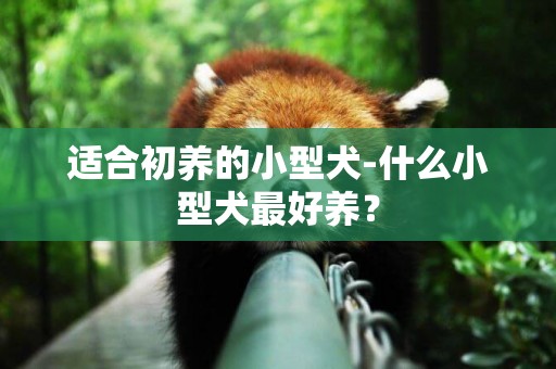 適合初養的小型犬-什么小型犬最好養？