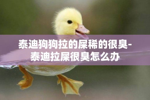 泰迪狗狗拉的屎稀的很臭-泰迪拉屎很臭怎么辦