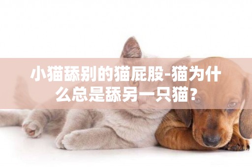 小貓舔別的貓屁股-貓為什么總是舔另一只貓？