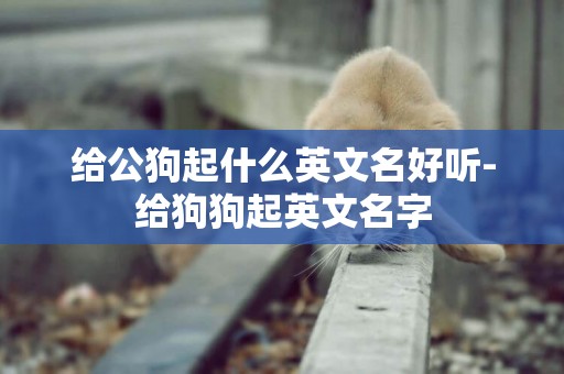 給公狗起什么英文名好聽-給狗狗起英文名字