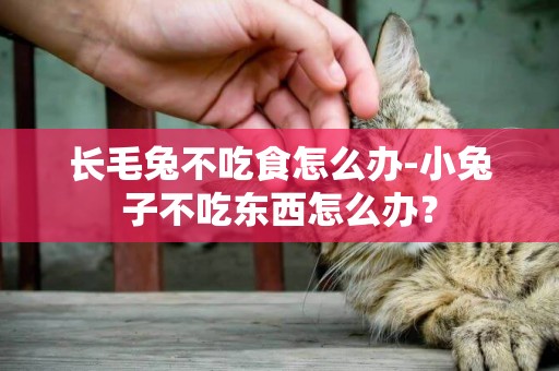 長毛兔不吃食怎么辦-小兔子不吃東西怎么辦？