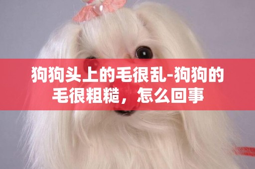 狗狗頭上的毛很亂-狗狗的毛很粗糙，怎么回事