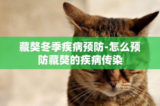 藏獒冬季疾病預防-怎么預防藏獒的疾病傳染
