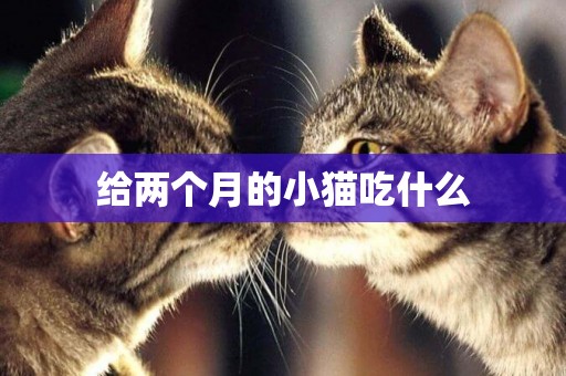 給兩個月的小貓吃什么