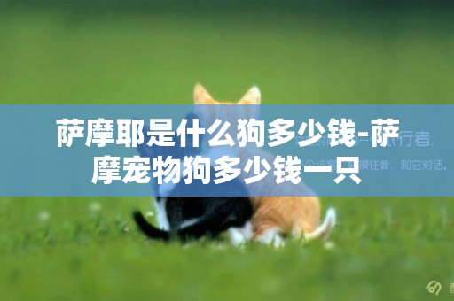 薩摩耶是什么狗多少錢-薩摩寵物狗多少錢一只