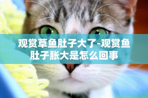 觀賞草魚肚子大了-觀賞魚肚子脹大是怎么回事
