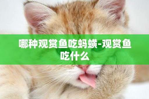 哪種觀賞魚吃螞蟥-觀賞魚吃什么