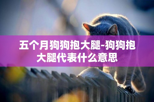 五個月狗狗抱大腿-狗狗抱大腿代表什么意思